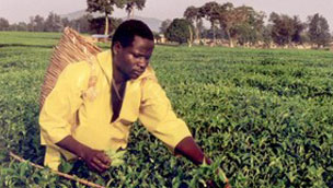 Man gathering crops