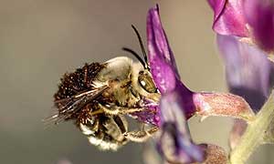 Digger bee (Habropoda pallida) covered in the larvae of the  blister beetle (Meloe franciscanus) © Leslie Saul-Gershenz