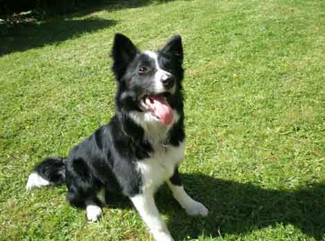 Badger