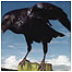 Raven