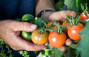 Tomatoes