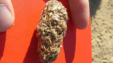 raven_weetabix446.jpg