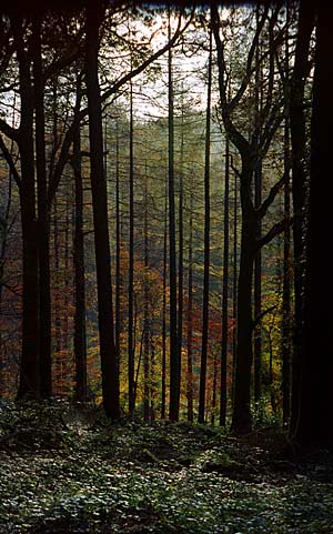 Strong shades of Autumn