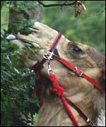 Taiphet the camel