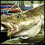 Bacalhau