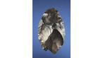 Pre-historic hand-axe 700,000 years old