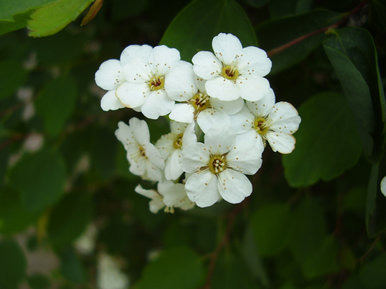 Miniscule fowers
