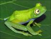 Hypsiboas liliae (foto: Philippe J. R. Kok)