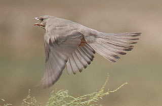 greyhypocollius1.JPG