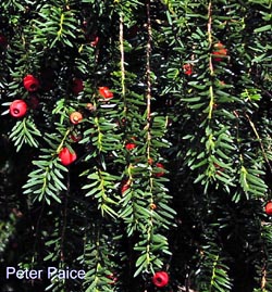 Yew Tree
