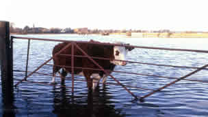 Cow in flooded field
