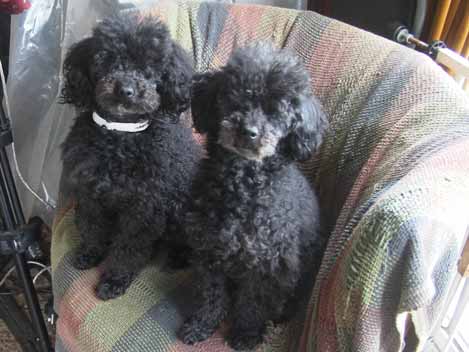 Bobbie and Charlie