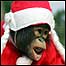 Chimpanzé em zoológico em Nanjing, na China