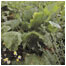 Sugar Beet RSPB