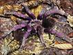 Pamphobeteus grandis (foto: Rick C.West)