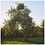 Orchard in Summer