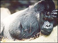 gorila