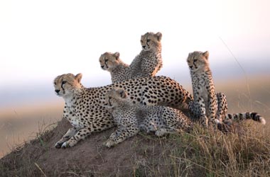 Honey the cheetah with 4 cubs