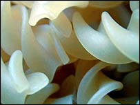 Macarrão