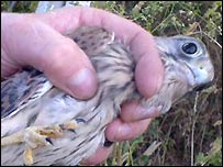 A kestrel