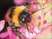 Foto: Barry Turner/Alamy/Extreme Insects/HarperCollins