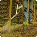 Watering runner beans