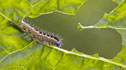 white caterpillar