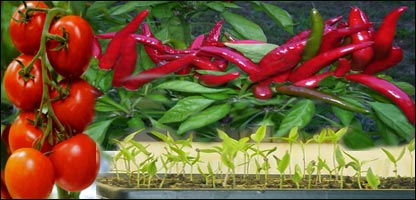 نهالی