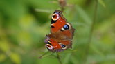 peacock butterfly...