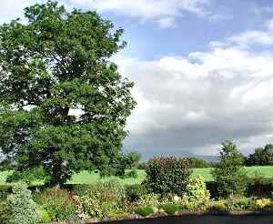 Ash tree with Benbradagh in background