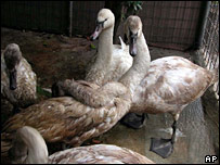Kuğu