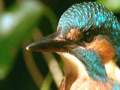 Kingfisher, copyright owned by BBC.