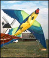 kite