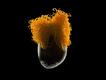 Foto: Viktor Sykora/Nikon Small World