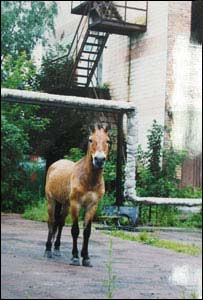 Cavalo selvagem