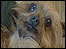 Nut the dog, animal sanctuary