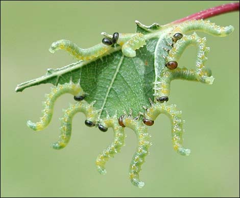 Sawfly larvae on a birch leaf