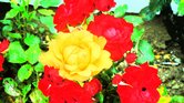 Bright Flowers...