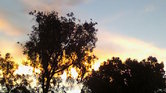My backyard Australia...