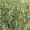 Fargesia robusta