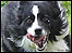 sheep dog