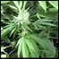 Maconha