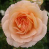 Rosa 'New Beginnings'