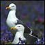 Gullls