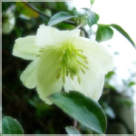 Clematis cirrhosa
