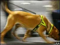 Cão farejador