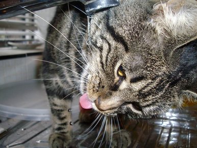 Thirsty Kitty