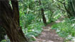 woods near porthkerry