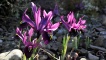 Iris histrioides - George