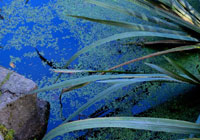 Pic: Garden Pond